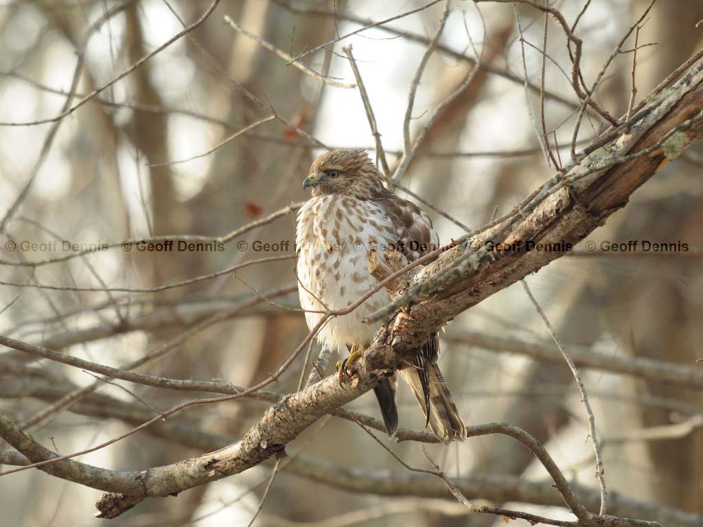 RSHA-AU_Red-shouldered-Hawk