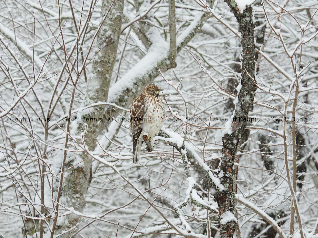 RSHA-AV_Red-shouldered-Hawk