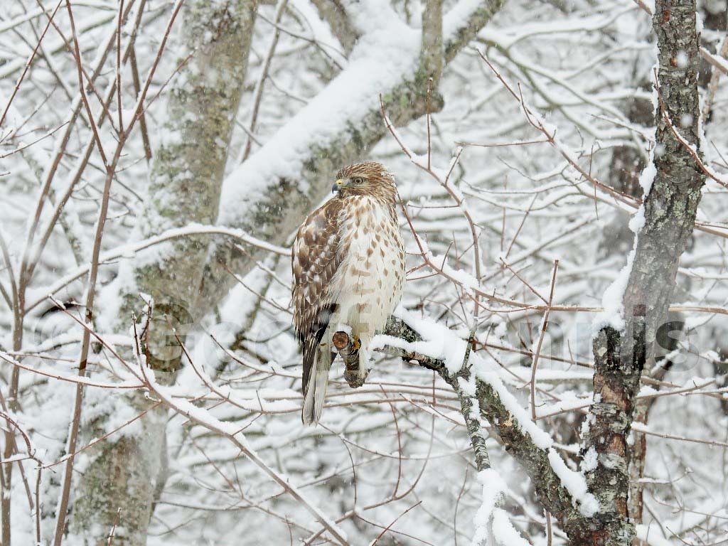 RSHA-AW_Red-shouldered-Hawk