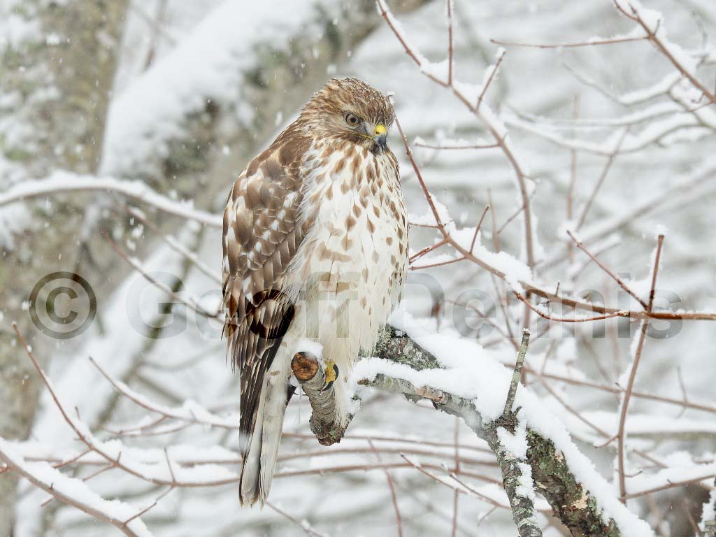 RSHA-AX_Red-shouldered-Hawk