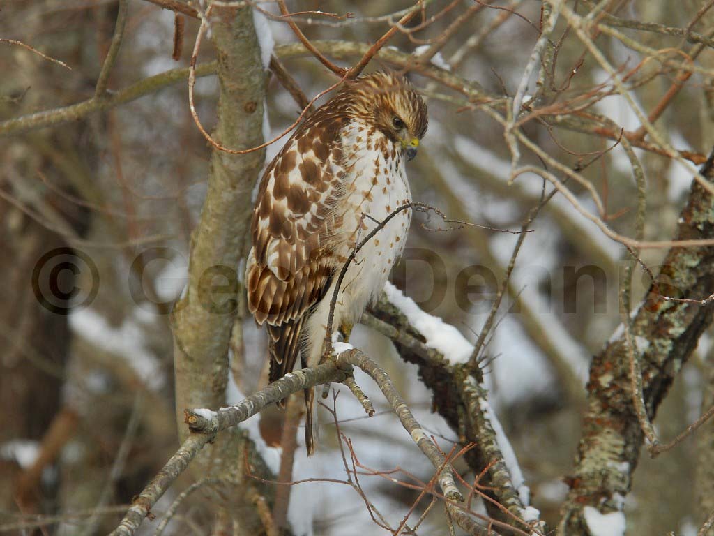 RSHA-AY_Red-shouldered-Hawk