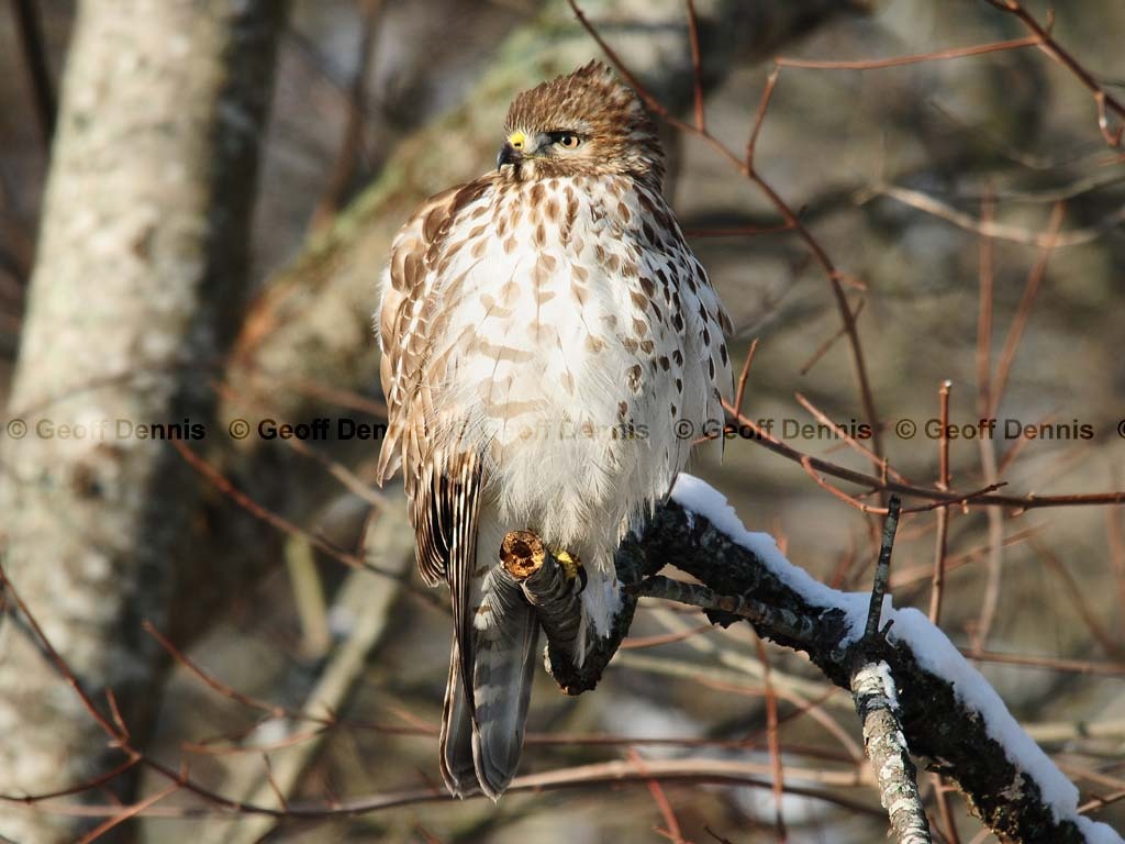 RSHA-AZ_Red-shouldered-Hawk