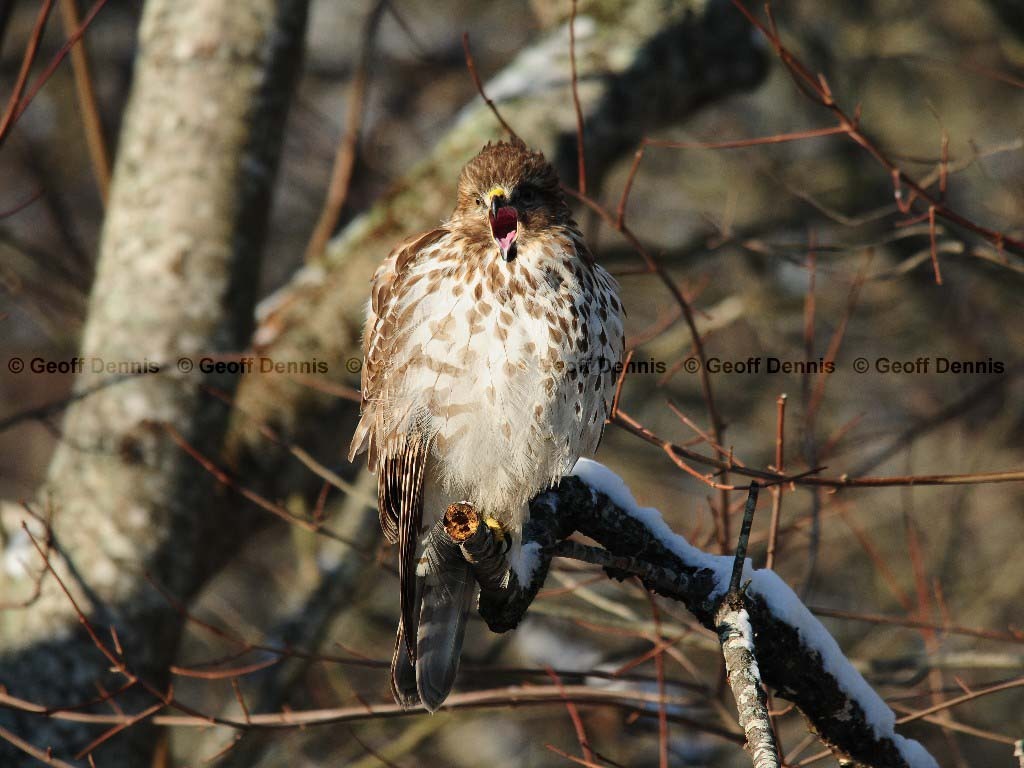 RSHA-BA_Red-shouldered-Hawk