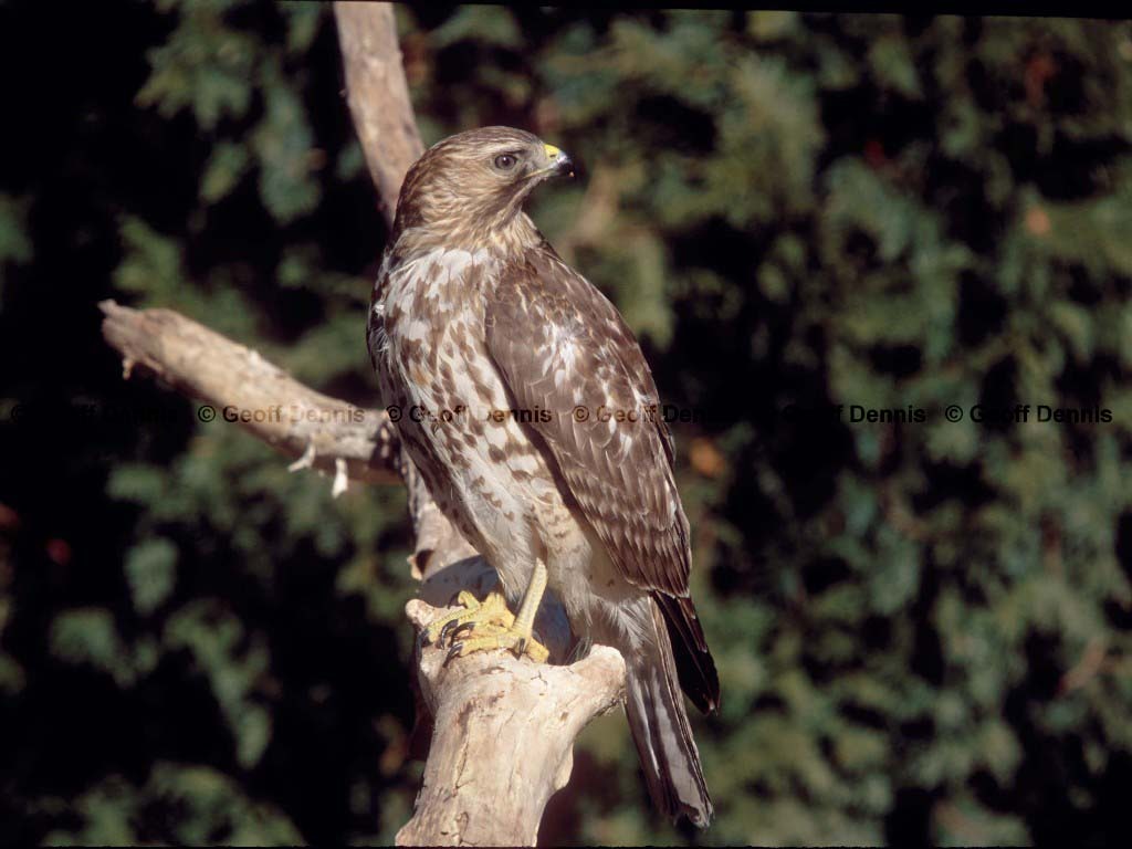RSHA-BB_Red-shouldered-Hawk