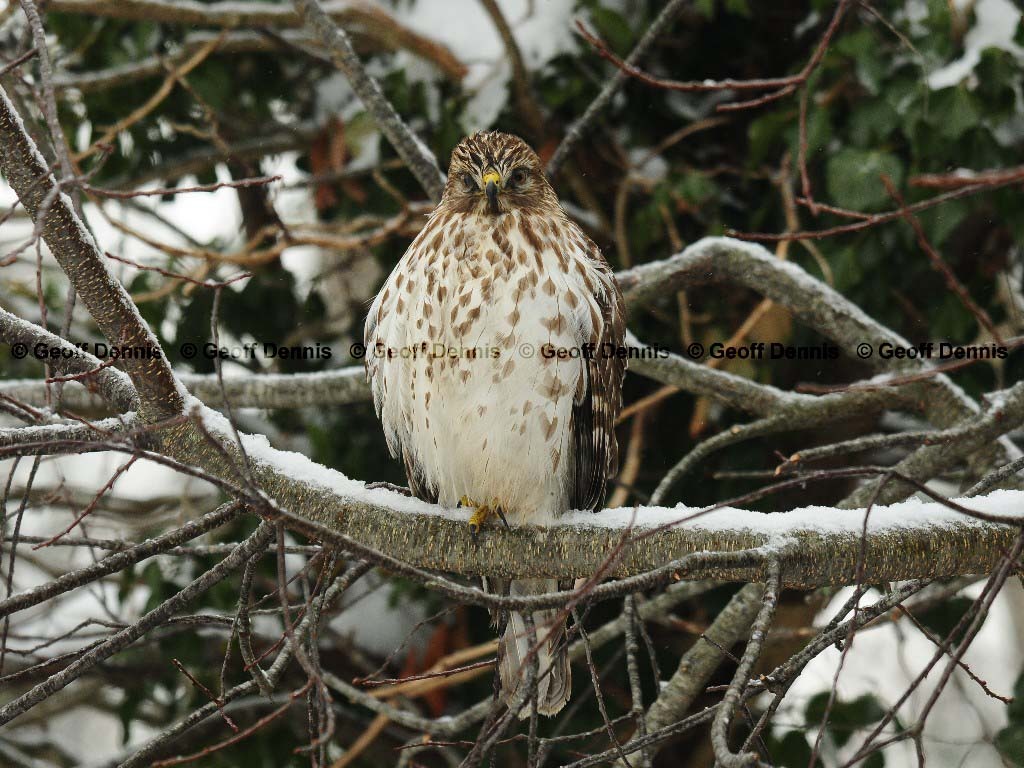 RSHA-BC_Red-shouldered-Hawk