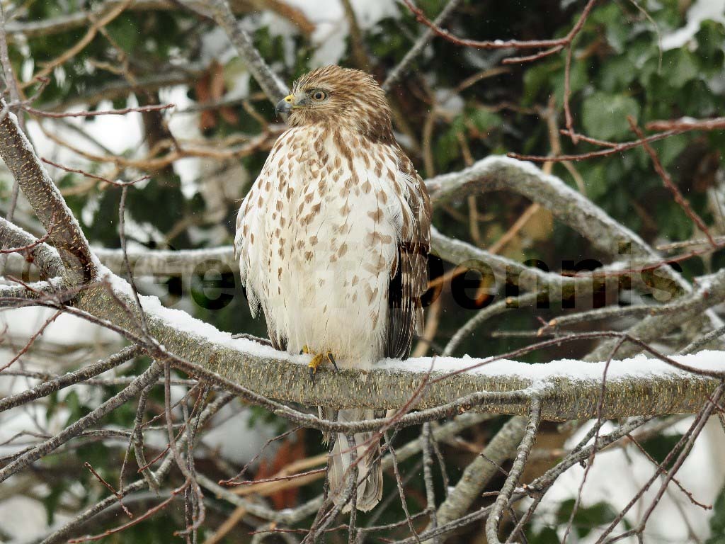 RSHA-BD_Red-shouldered-Hawk