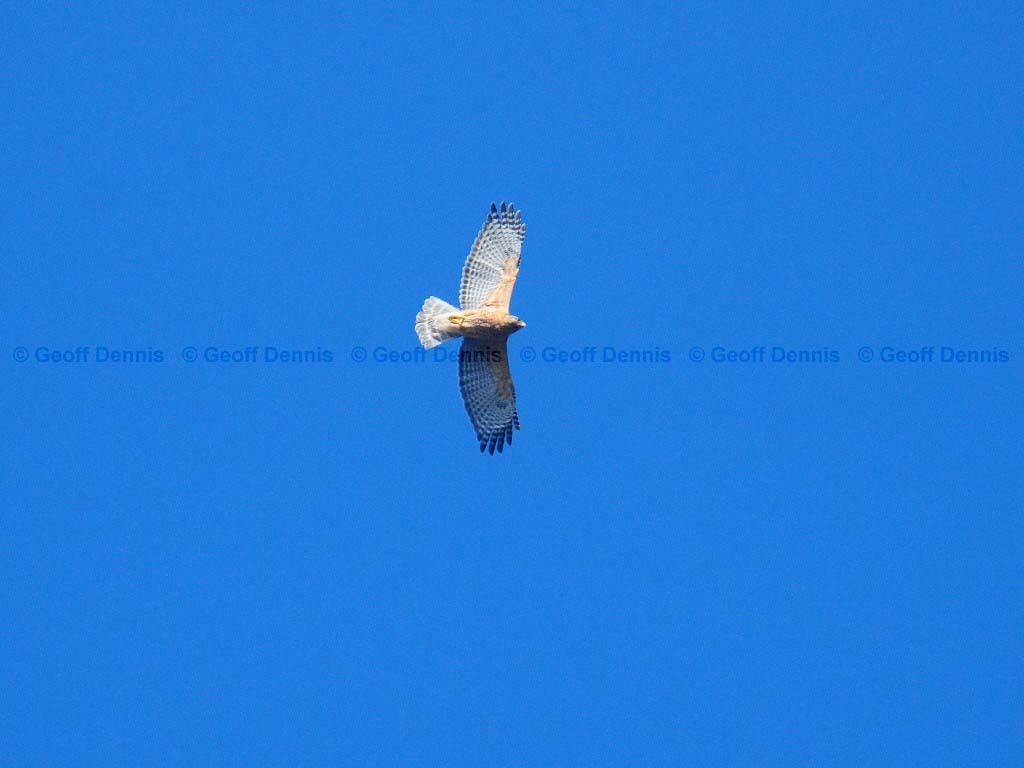 RSHA-BE_Red-shouldered-Hawk
