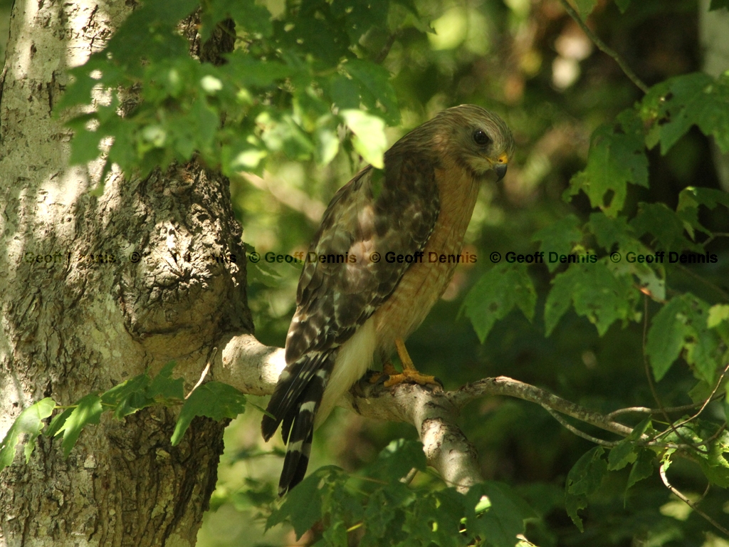 RSHA-BF_Red-shouldered-Hawk