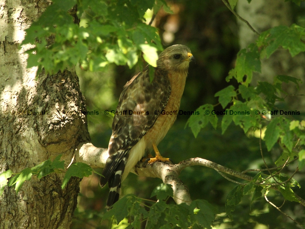 RSHA-BG_Red-shouldered-Hawk