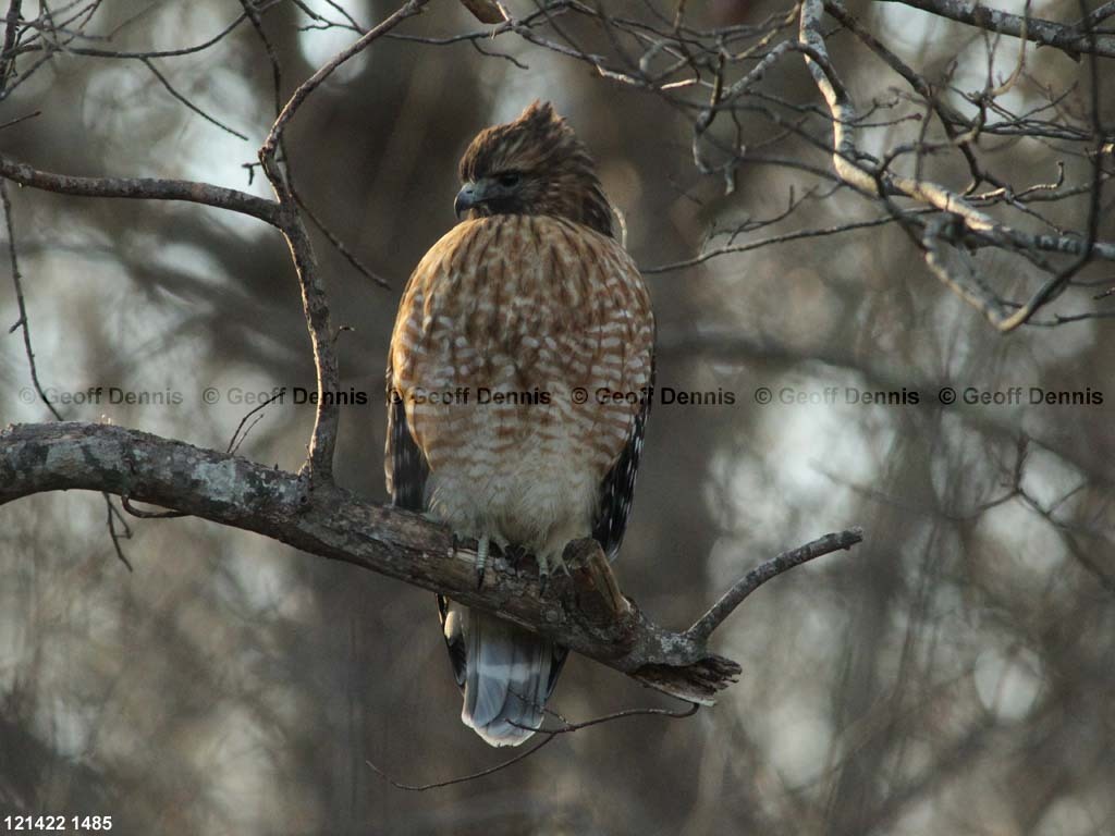 RSHA-BH_Red-shouldered-Hawk