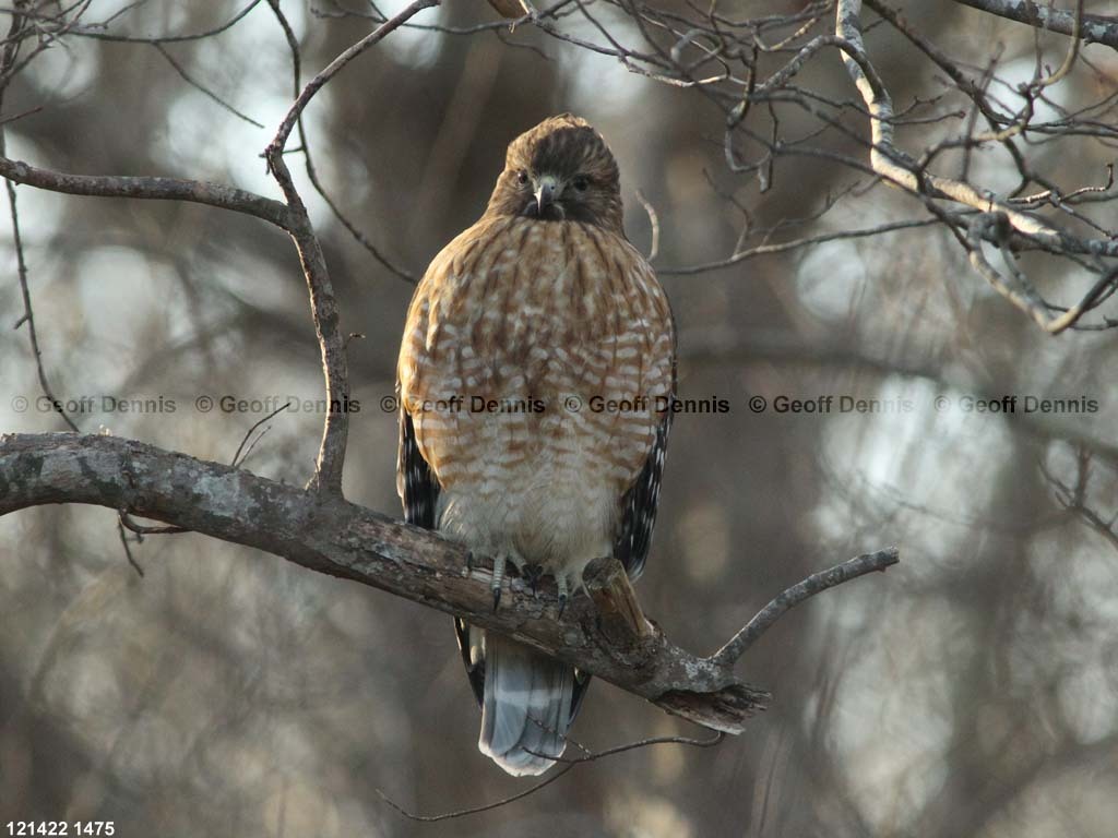 RSHA-BI_Red-shouldered-Hawk