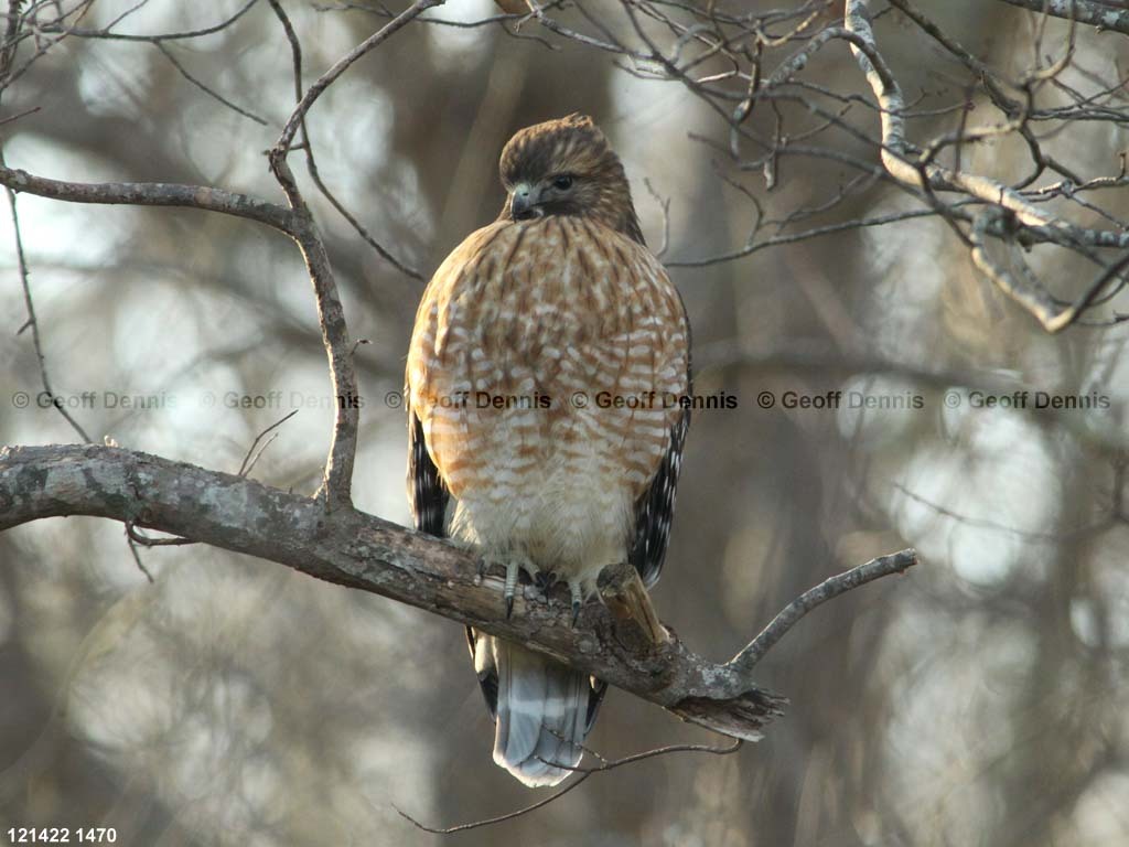 RSHA-BJ_Red-shouldered-Hawk