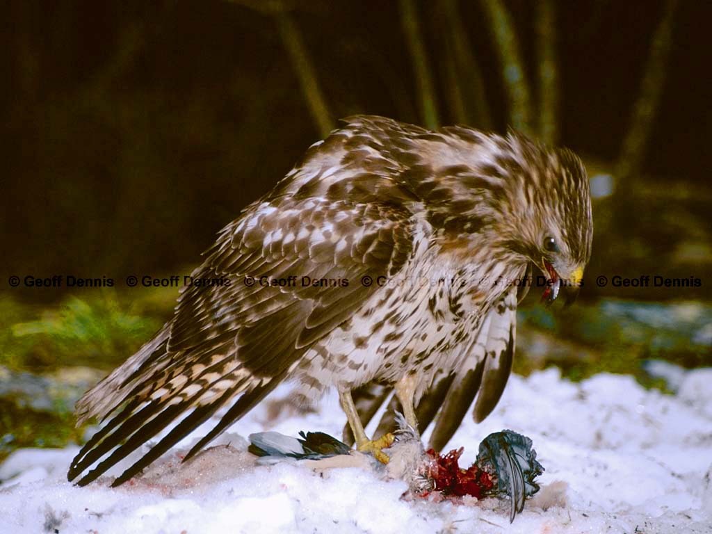 RSHA-BK_Red-shouldered-Hawk