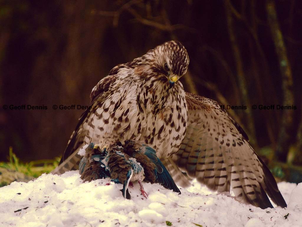 RSHA-BL_Red-shouldered-Hawk