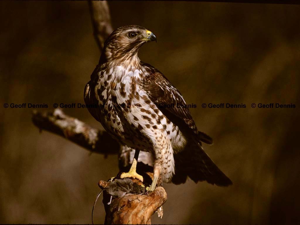 RSHA-BM_Red-shouldered-Hawk