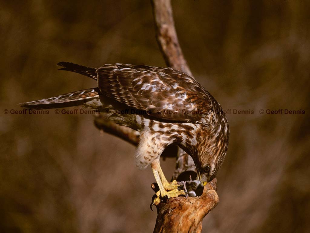 RSHA-BN_Red-shouldered-Hawk
