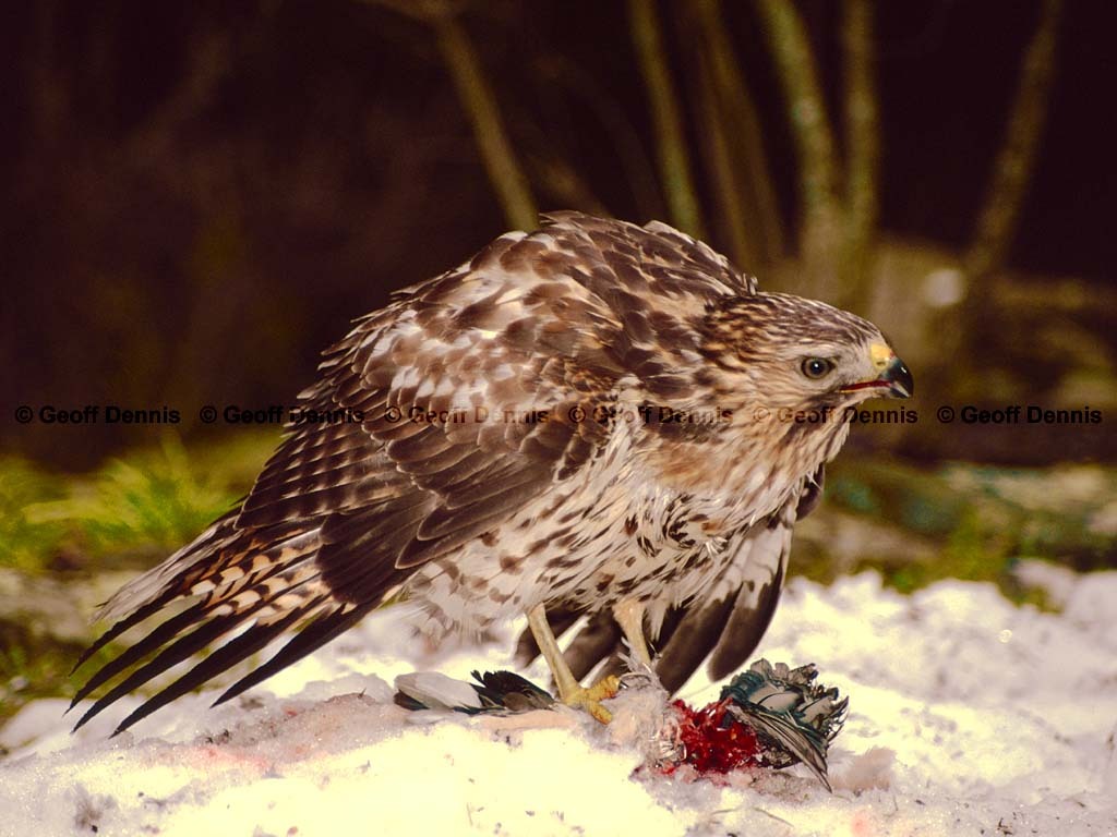 RSHA-BO_Red-shouldered-Hawk