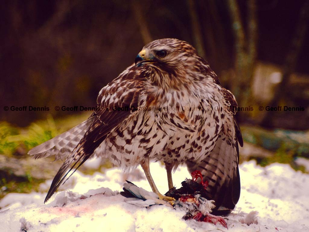 RSHA-BP_Red-shouldered-Hawk