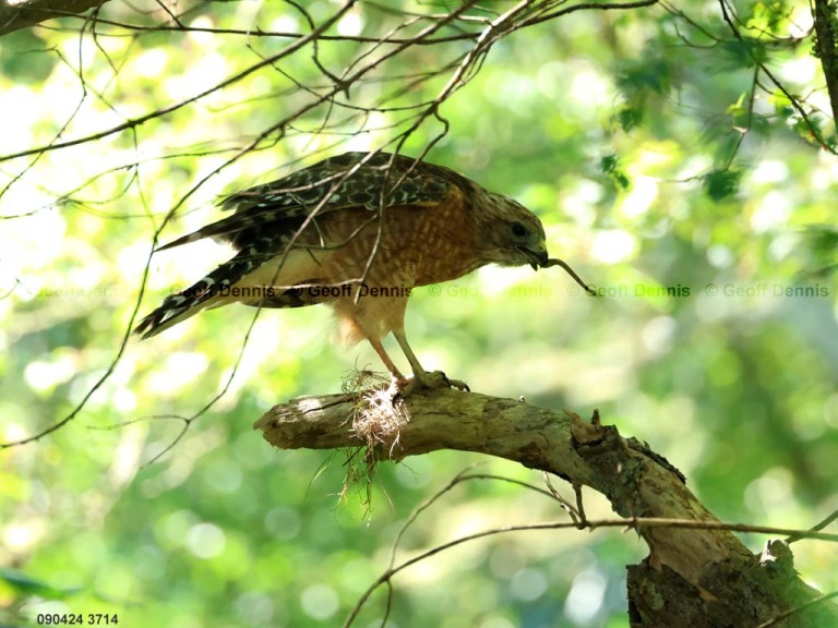 RSHA-BR_Red-shouldered-Hawk