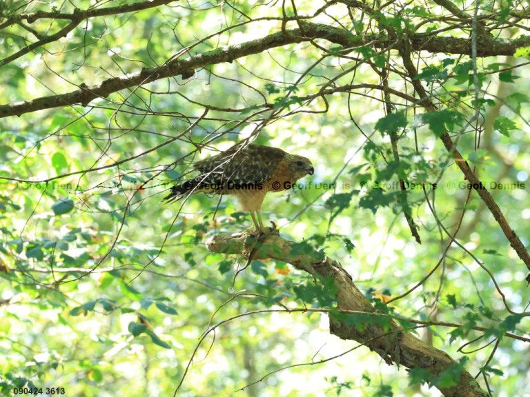 RSHA-BS_Red-shouldered-Hawk