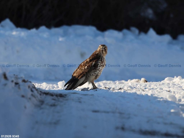 RSHA-BT_Red-shouldered-Hawk