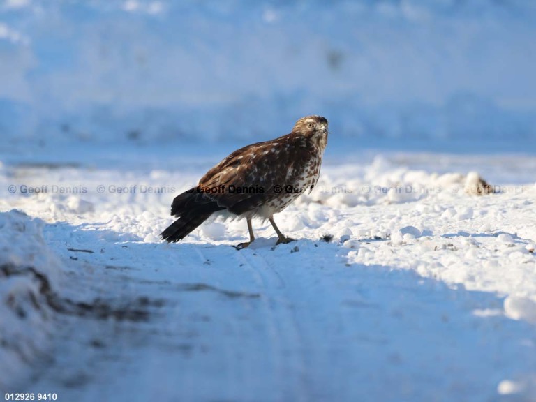 RSHA-BU_Red-shouldered-Hawk