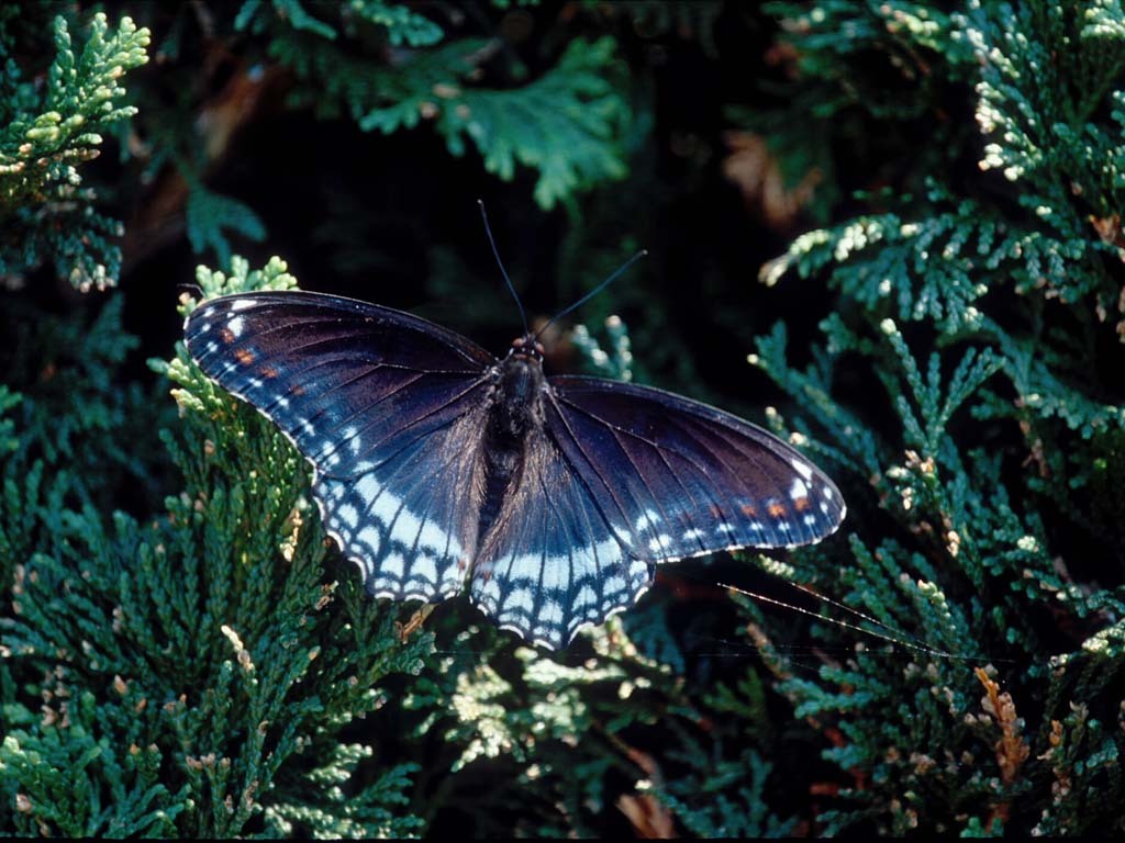 Red-spotted-Admiral-AA