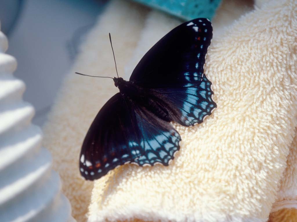 Red-spotted-Admiral-AB