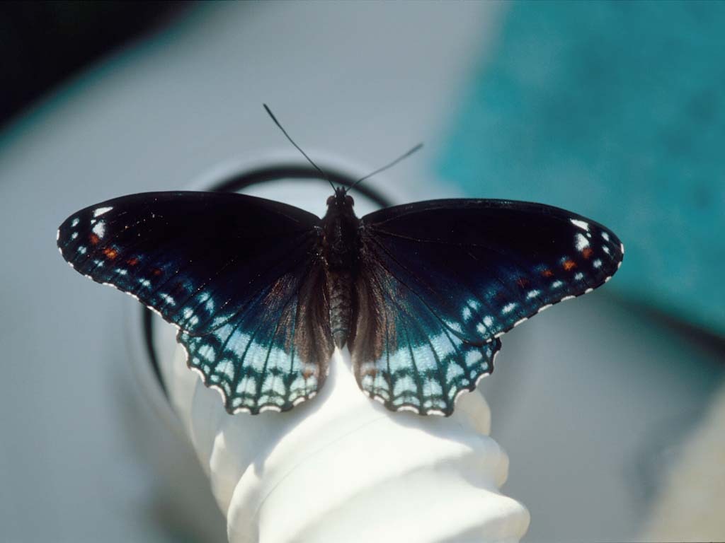Red-spotted-Admiral-AC