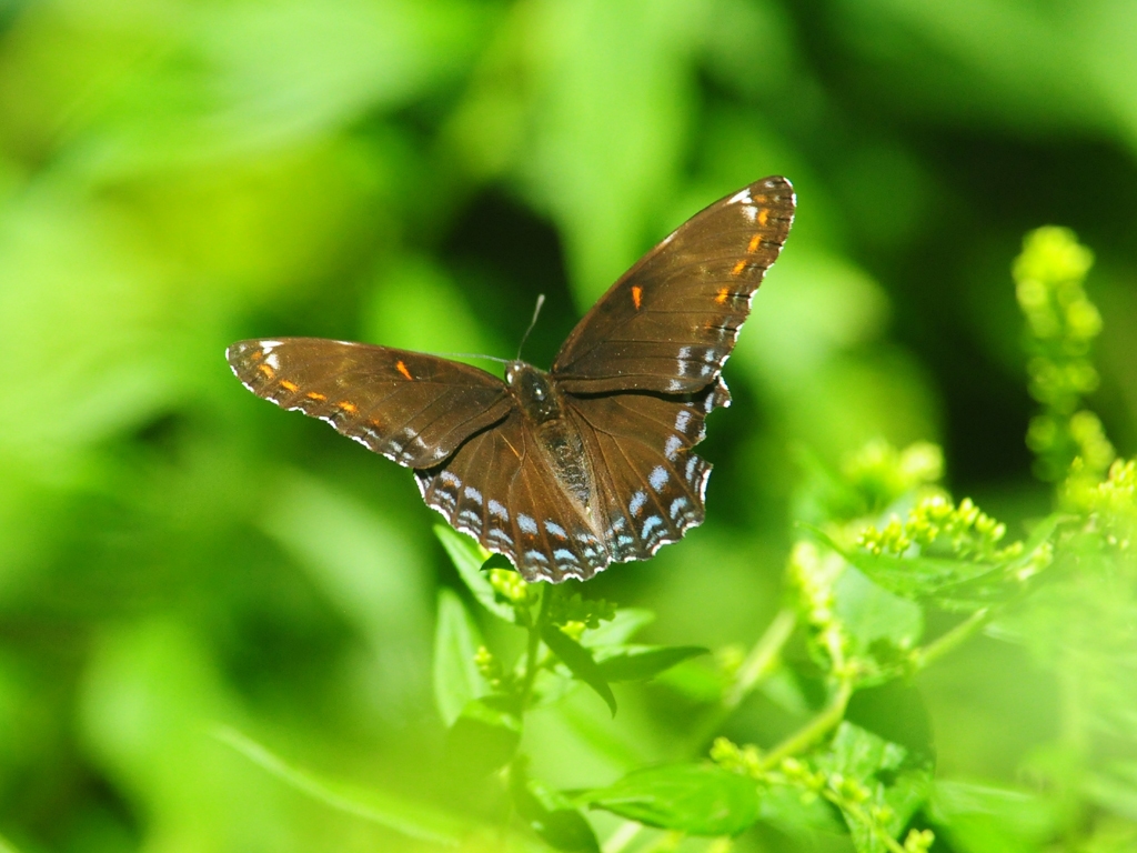 Red-spotted-Admiral-AD