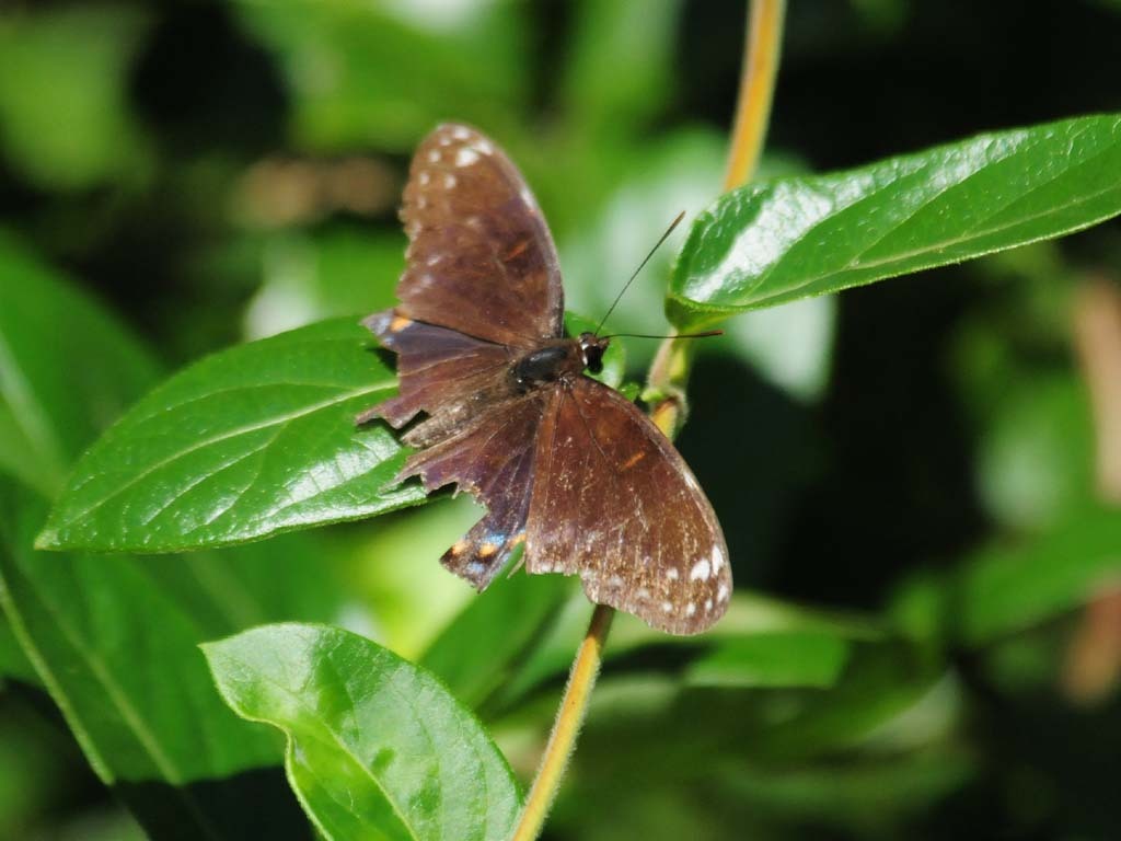 Red-spotted-Admiral-AE