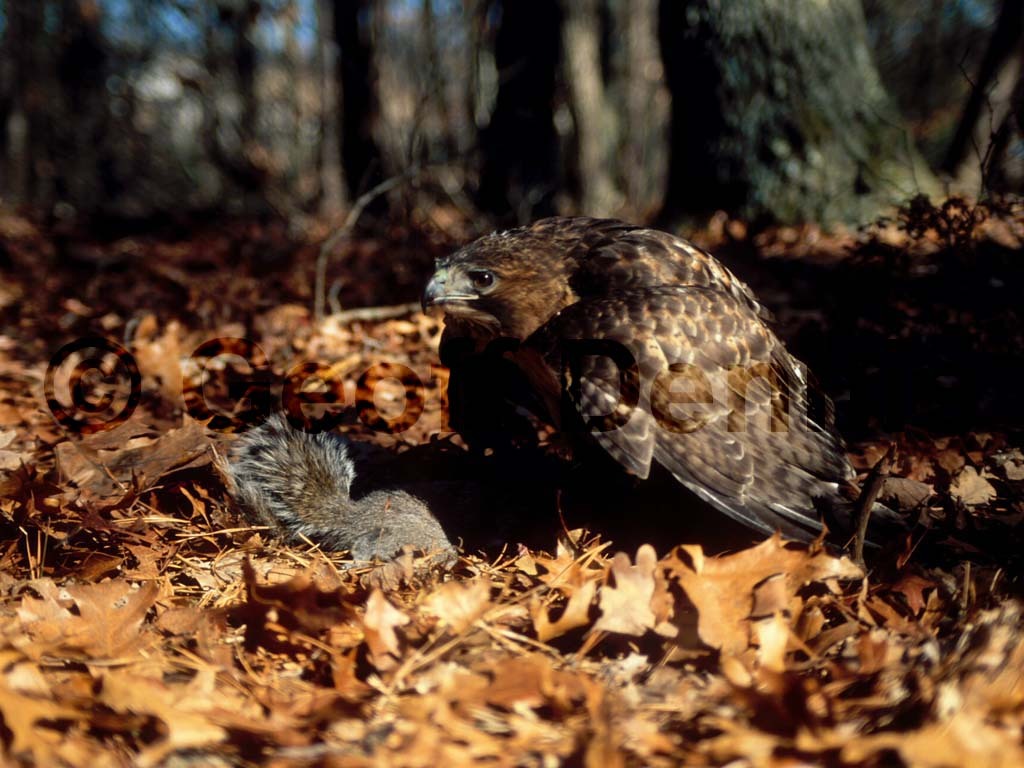 RTHA-AA_Red-tailed-Hawk