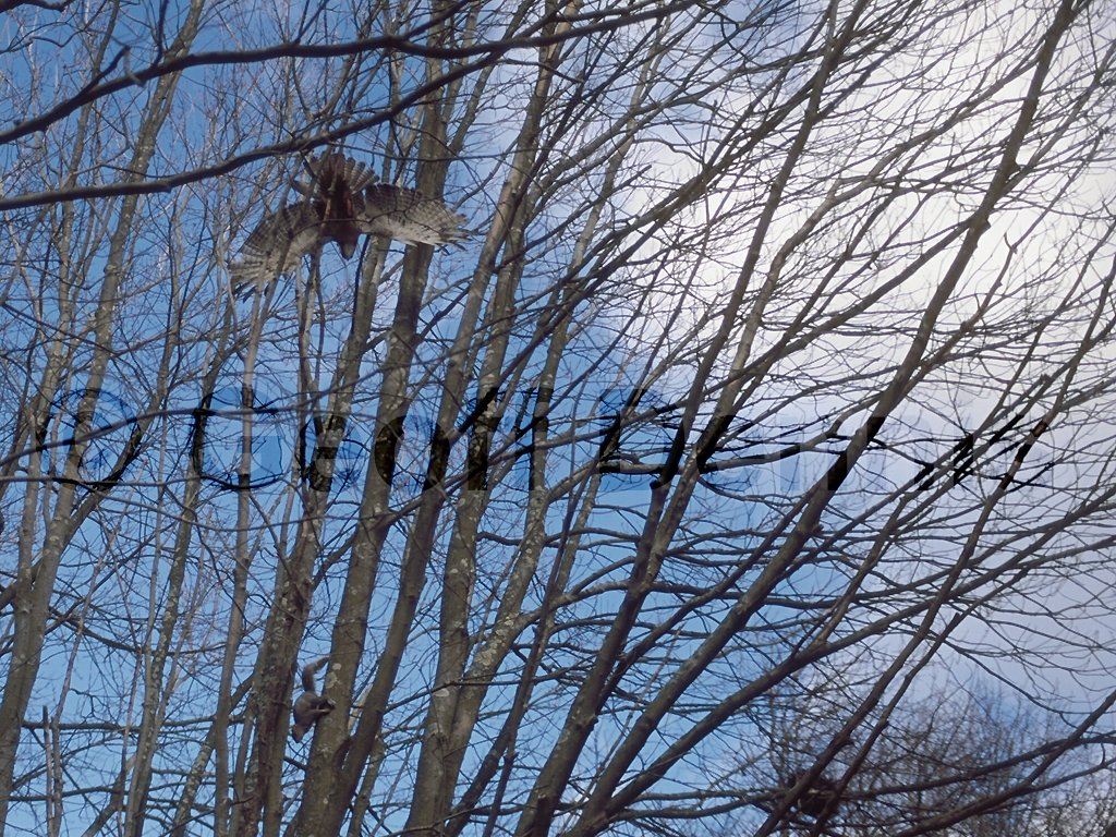 RTHA-AB_Red-tailed-Hawk