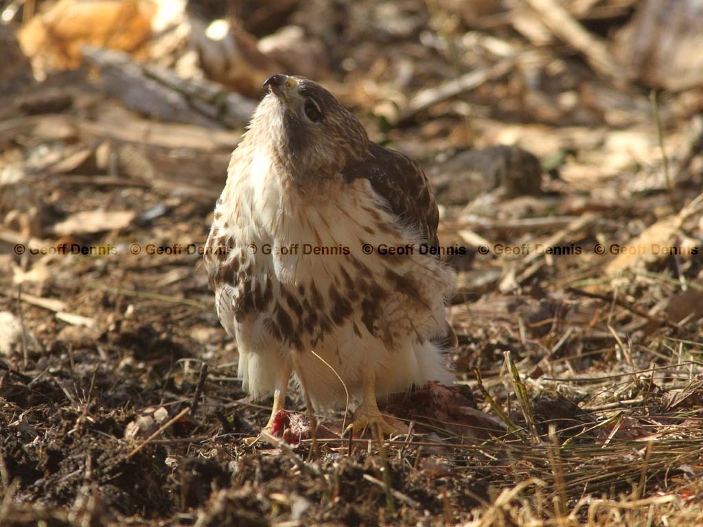 RTHA-AC_Red-tailed-Hawk