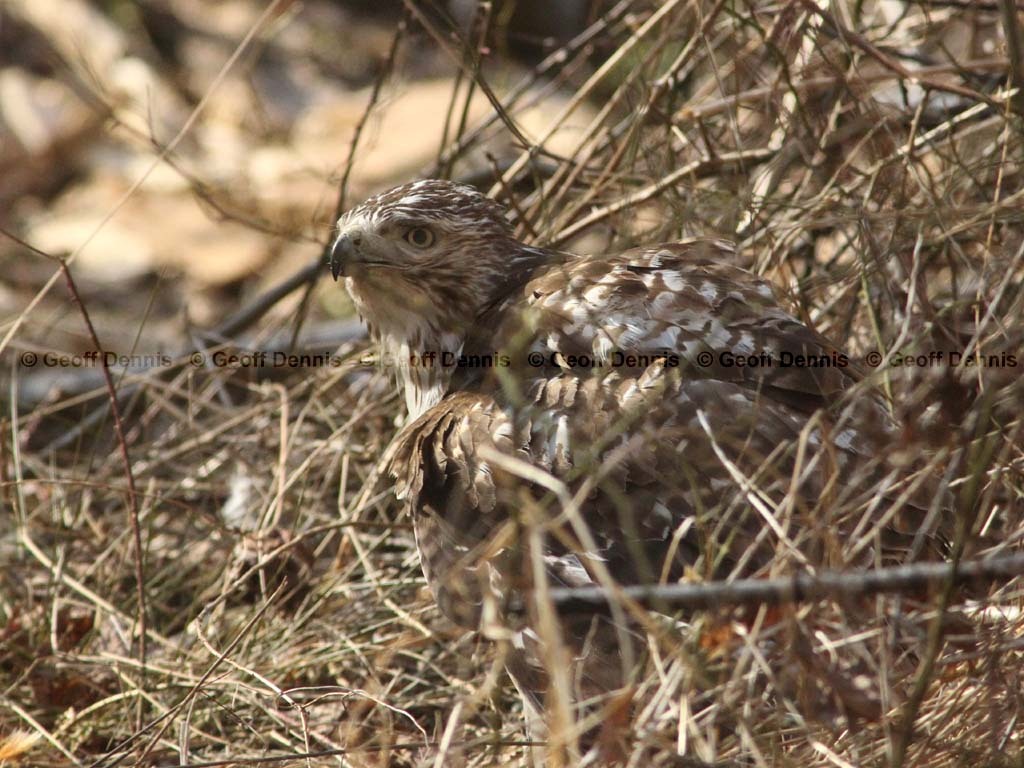 RTHA-AE_Red-tailed-Hawk