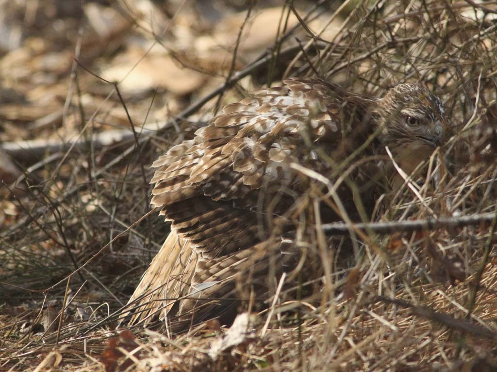 RTHA-AF_Red-tailed-Hawk