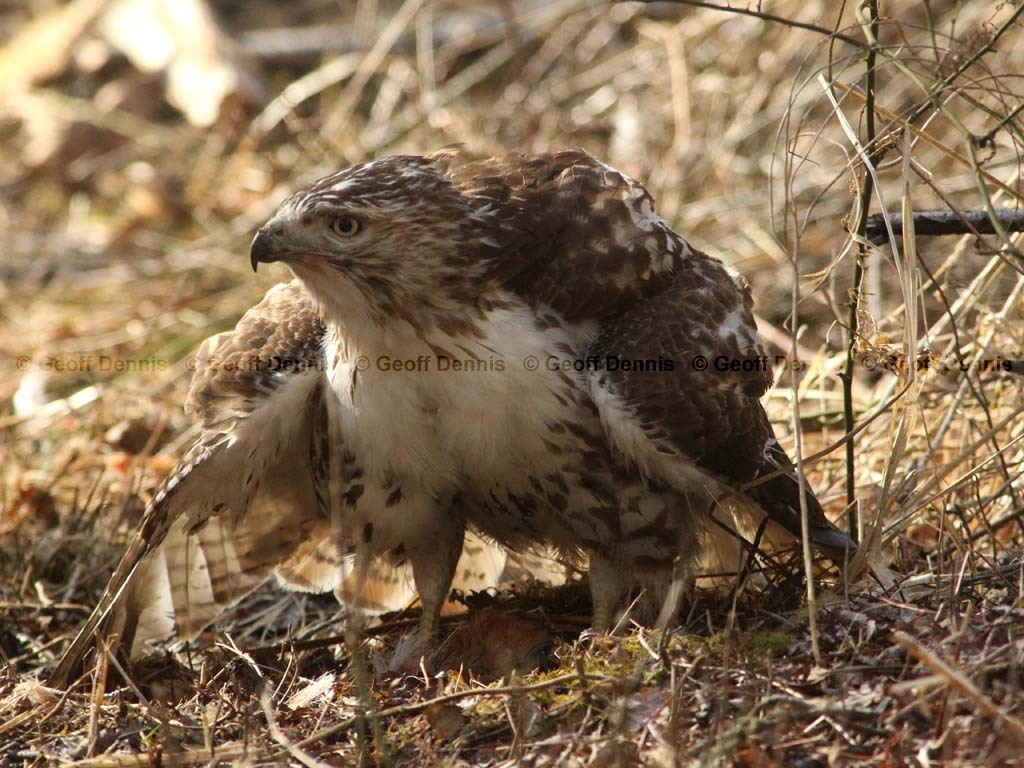 RTHA-AG_Red-tailed-Hawk
