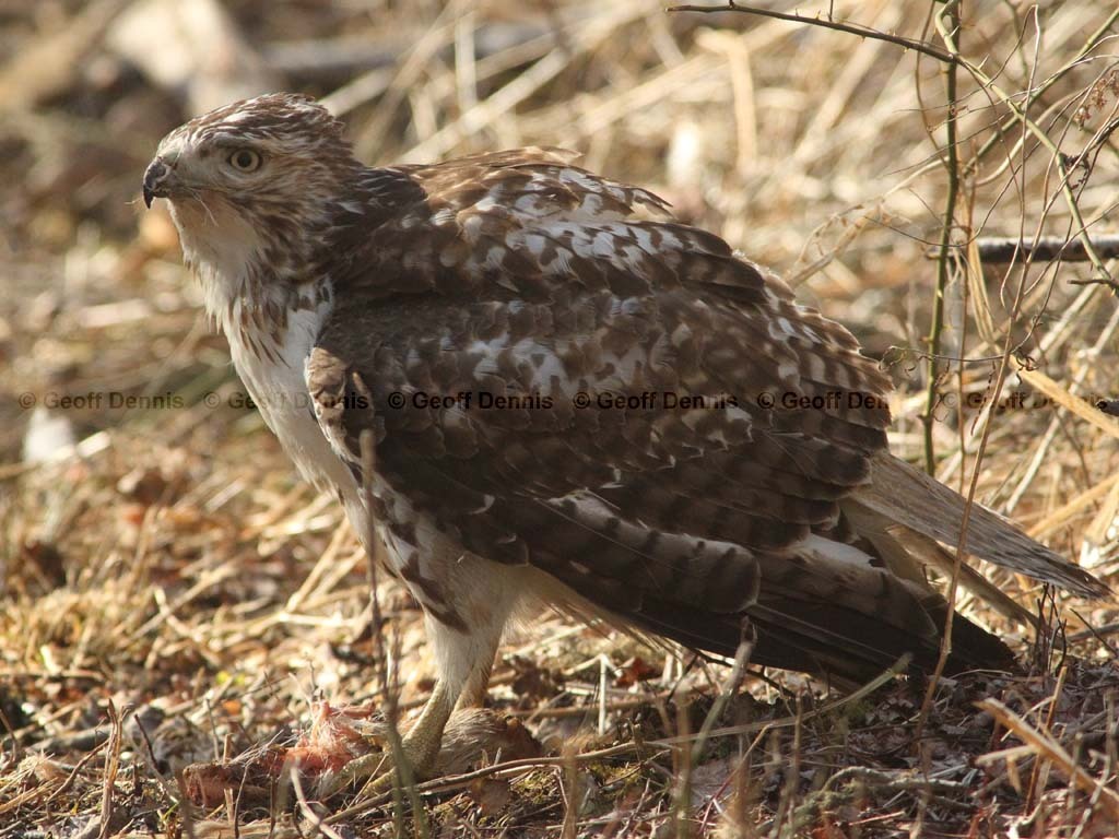 RTHA-AH_Red-tailed-Hawk