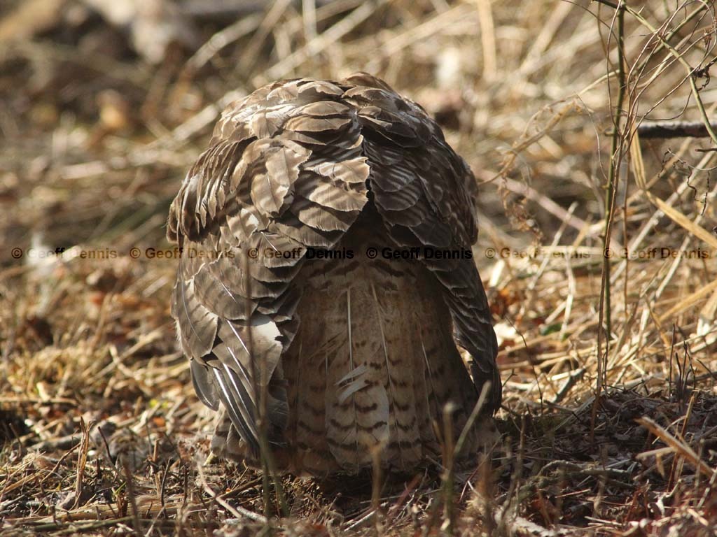 RTHA-AI_Red-tailed-Hawk