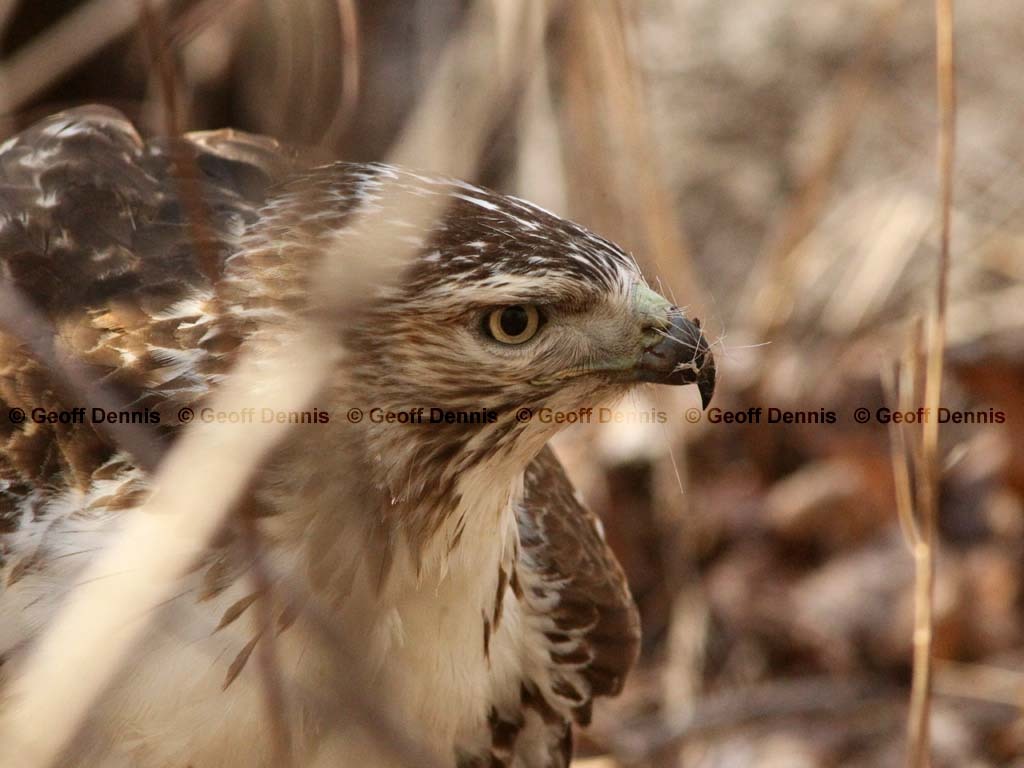 RTHA-AJ_Red-tailed-Hawk