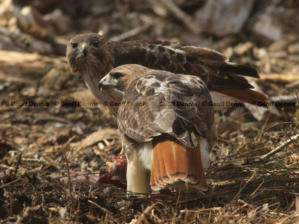 RTHA-AK_Red-tailed-Hawk