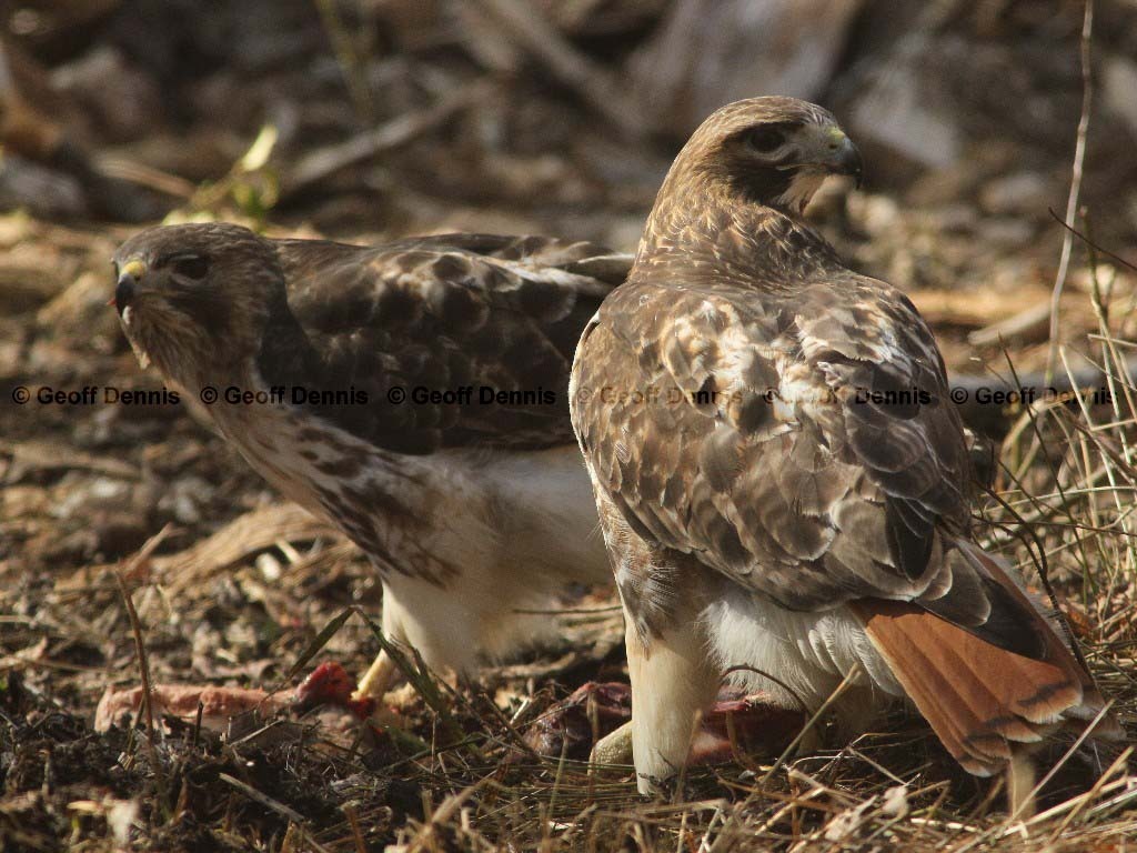 RTHA-AL_Red-tailed-Hawk