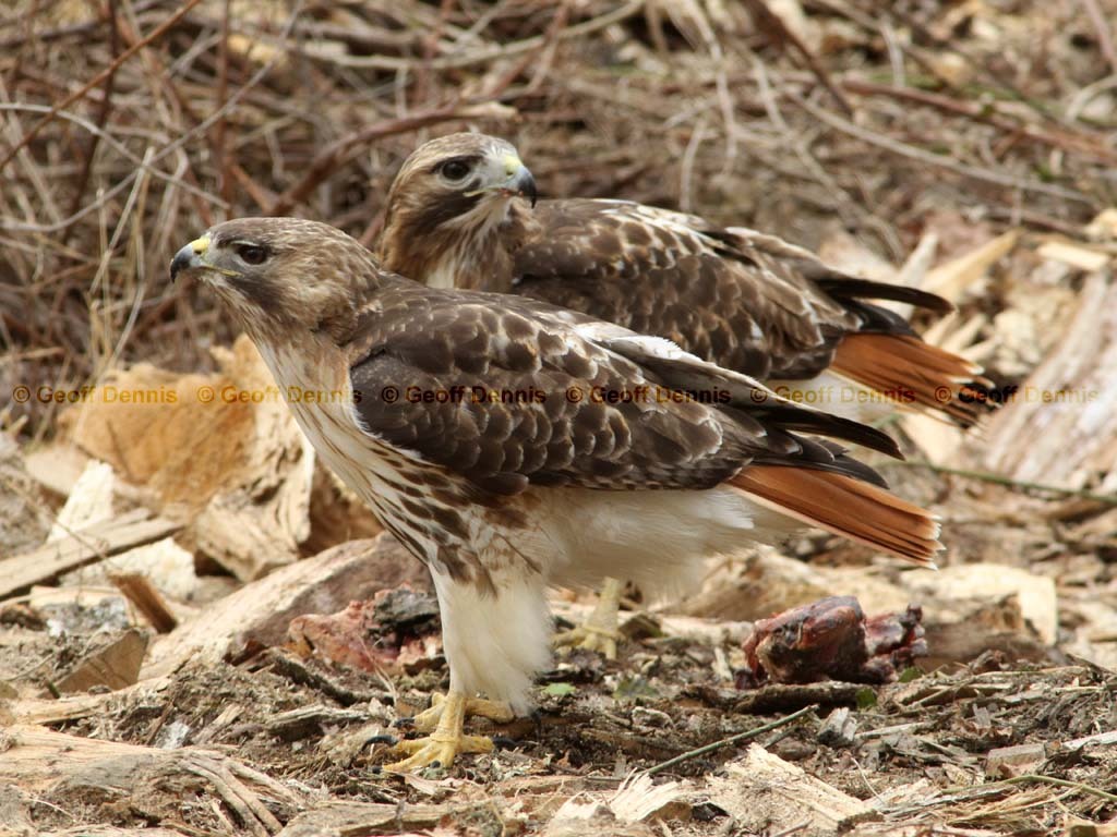 RTHA-AM_Red-tailed-Hawk
