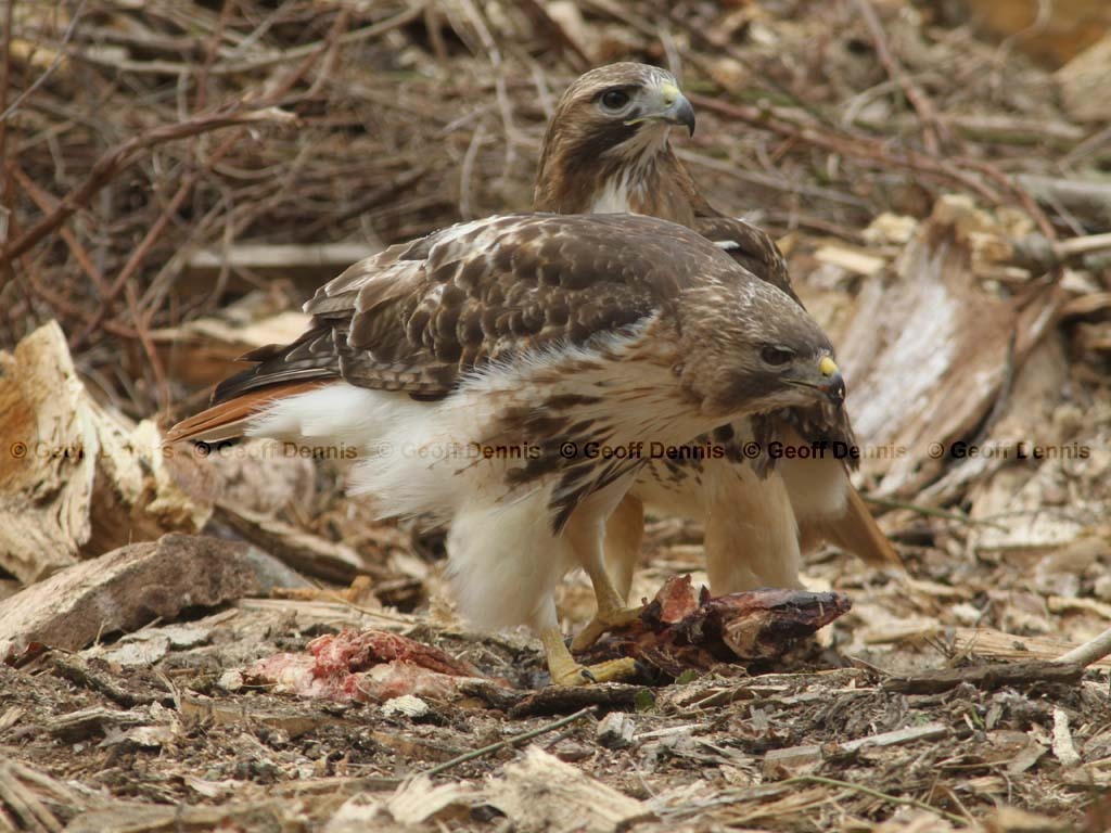 RTHA-AN_Red-tailed-Hawk
