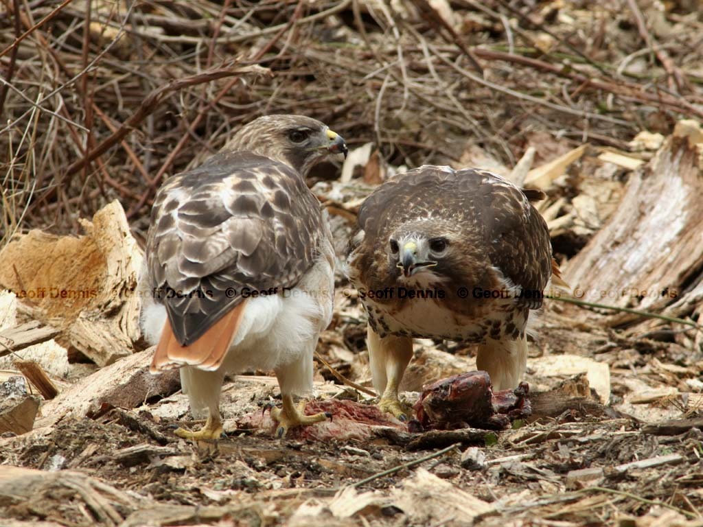 RTHA-AO_Red-tailed-Hawk