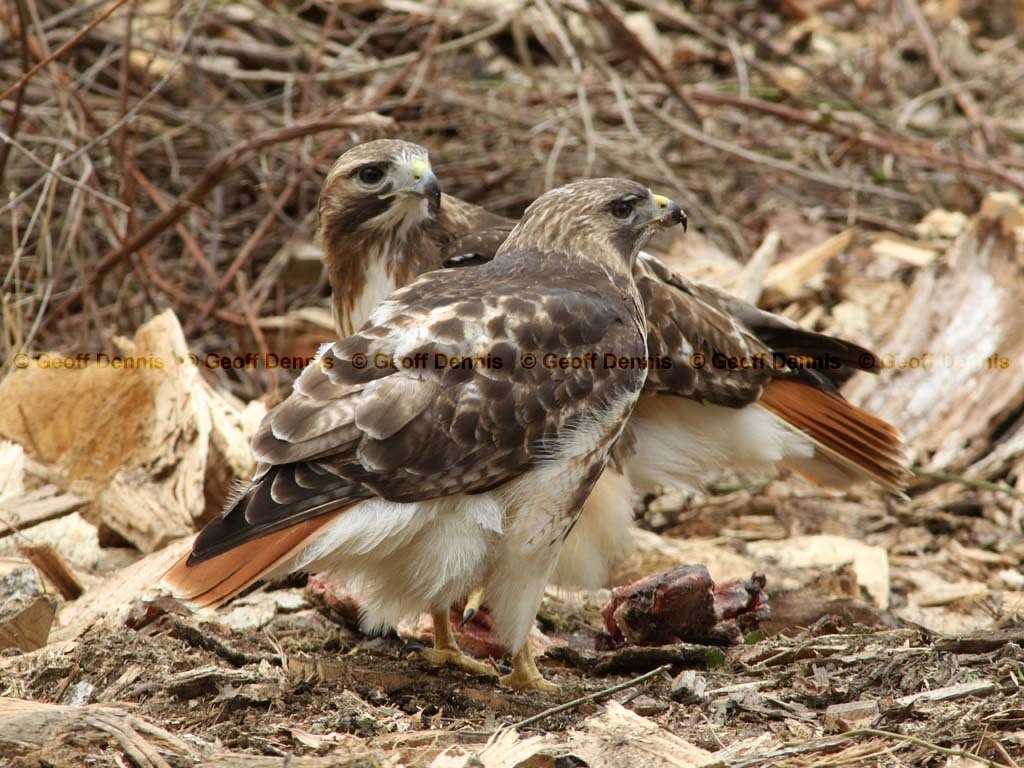 RTHA-AP_Red-tailed-Hawk