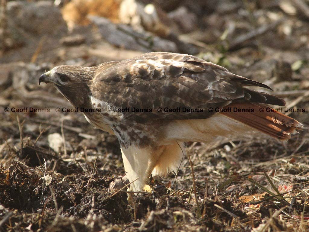 RTHA-AQ_Red-tailed-Hawk