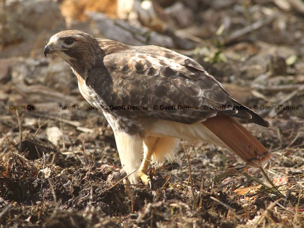RTHA-AR_Red-tailed-Hawk