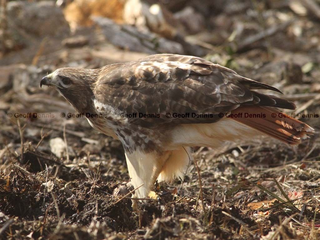 RTHA-AS_Red-tailed-Hawk