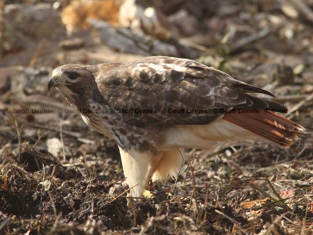 RTHA-AT_Red-tailed-Hawk